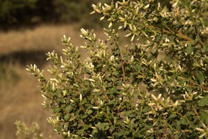 2008-10-06_4 Coyote Brush Female TN.jpg - 42427 Bytes